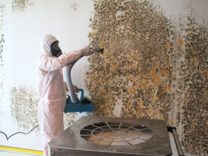Mold Removal Firm